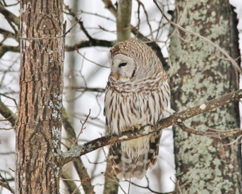 Barred Owl in Winter