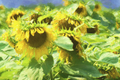 Sunflowers-After-Van-Gogh_photography_16x20