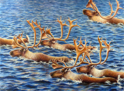 Caribou Crossing