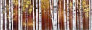 Fall Birch