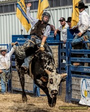 Bull Rider
