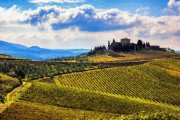 Tuscan Vineyard