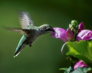 Hummingbird