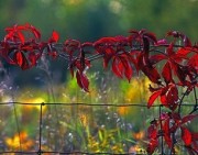 Red Leaves on a Fence
