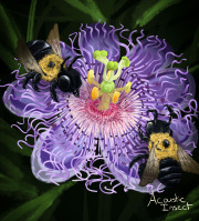 Carpenter Bee