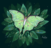 Luna Moth