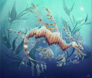 Seadragon2