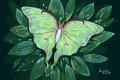Luna Moth
