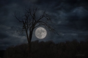 Companions of the Night