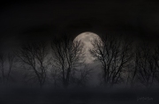 Dancing Trees