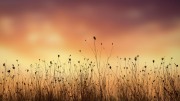 Field of Colors