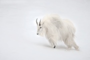 Mountain Goat