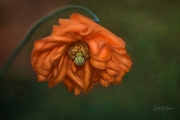 Orange Blossom Special