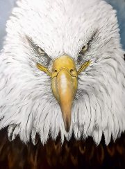 Focused on Prey