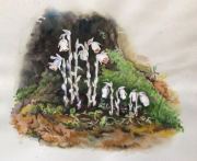 Ghost Pipes