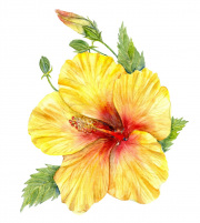 Hibiscus Flower