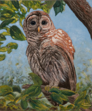 Barred Owl