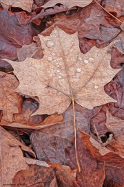 Maple Leaf