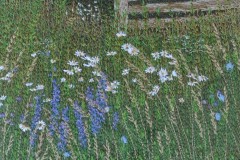 By The Old Fence