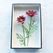 Cosmos
