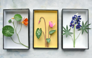 Nasturtium Cyclamen and Lupine