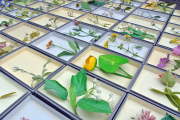 Wildflower Collection