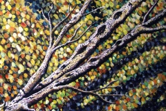 Fall Birch