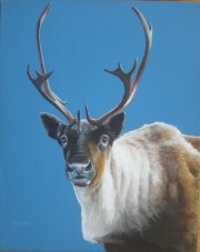 Caribou