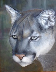 Cougar