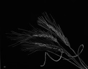 Barley Stocks