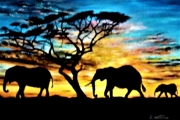 Elephant Sunset